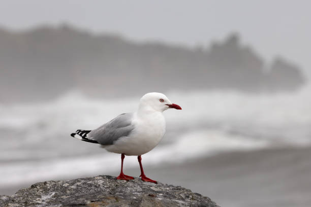 A New Zealand red billed gull or tarapunga perched on a rock against a backdrop of a wild coastline on a rough day (spcifically, Punakaiki on New Zealand's South Island).