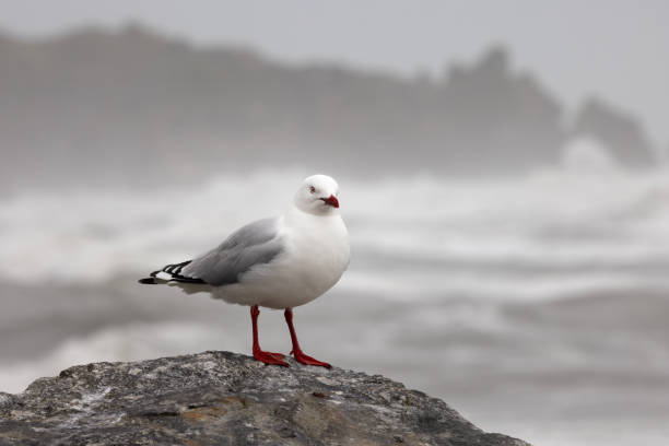A New Zealand red billed gull or tarapunga perched on a rock against a backdrop of a wild coastline on a rough day (spcifically, Punakaiki on New Zealand's South Island).