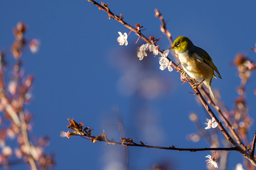 A New Zealand wax-eye is also known as silvereye or by its Maori name tauhou. Here it is sitting in a tree covered in spring blossom, with a deep blue sky in the background. There is plenty of copy space to the left.