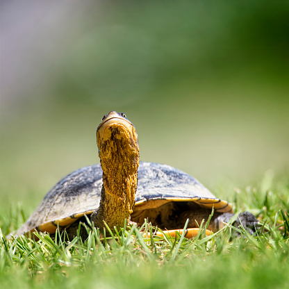 Close up of an eastern long neck turtle crawling through the grass