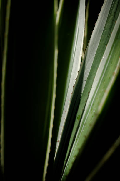 Close-up of agave plant leaves