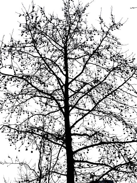 Tree silhouette, retro images nature, white background for digital use.