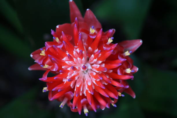 Bright red Flaming Torch Bromeliad Close up, from above. stock photo