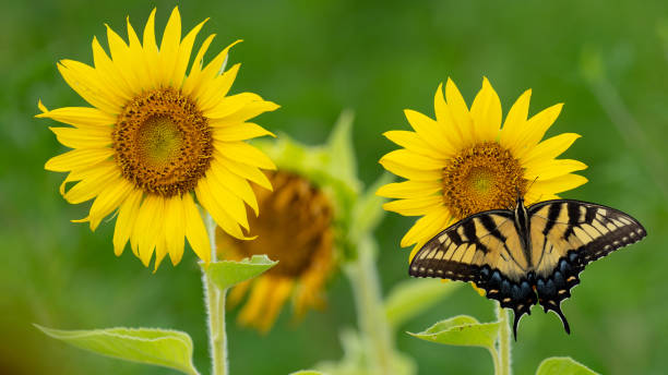 istock Bright Yellow Sunflower in a field 1961333636