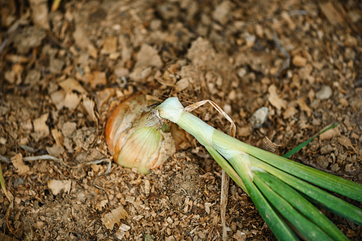 Fresh harvest in the garden. Onion in the garden.