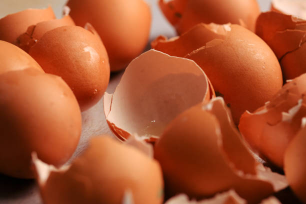 istock Macro photography of eggshells. Food concept. 1961343439