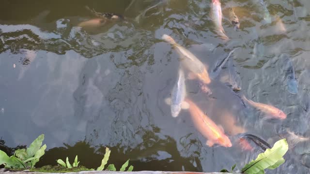 Various types of fish swim in the pond, Slow motion
