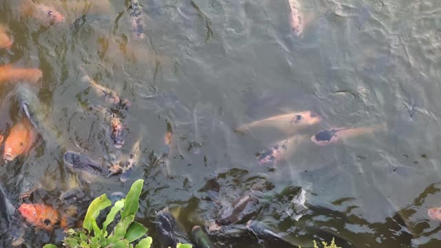 Various types of fish swim in the pond