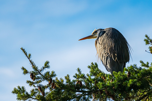 Heron in a tree observing.