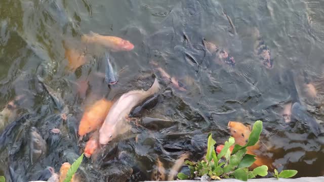 Various types of fish swim in the pond