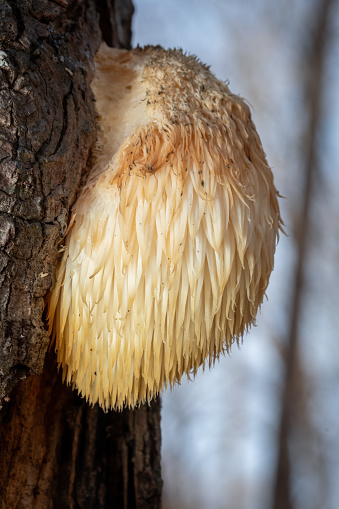 Lion's Mane Mushroom (Hericium erinaceus), known to be tasty with health benefits, sprouting from a maple tree trunk. Raleigh, North Carolina.
