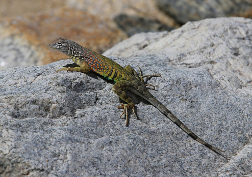 A Greater Earless Lizard (Cophosaurus texanus) sitting on a rock.  Shot just outside of Tucson, Arizona.