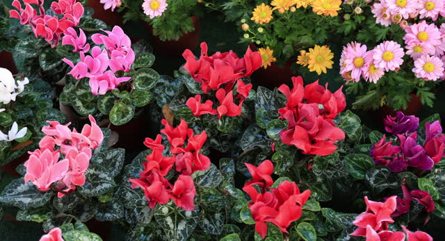Colorful potted plants in garden