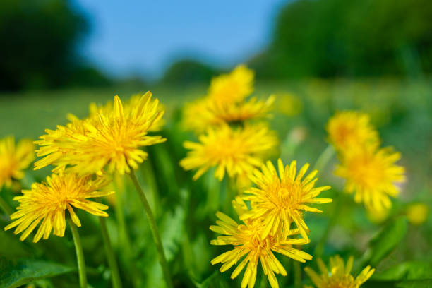 dandelions no parque - 3894 - fotografias e filmes do acervo