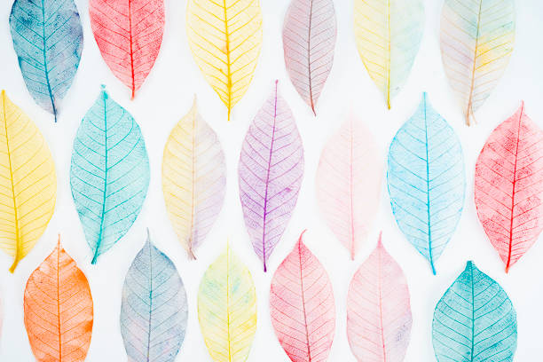 Abstract multicolor, transparent leaves of the skeleton on white background
