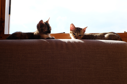 Two cute domestic cat lie on sofa bear window and basks in the sun, pretty kitten so happy in home