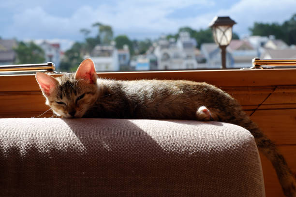 istock Cute cat bask morning on sofa near window at home 1961443278