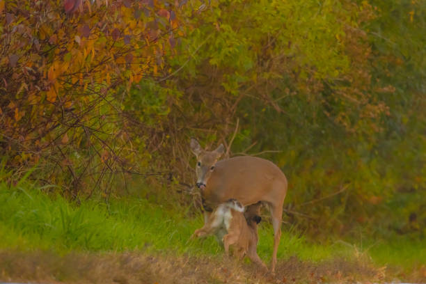 Close-up of a stag deer in the park.