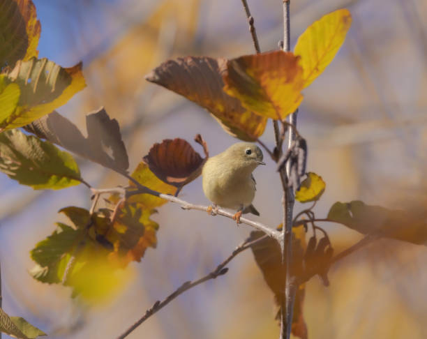 istock Warbling Vireo Perched On branch and Looking 1961452970