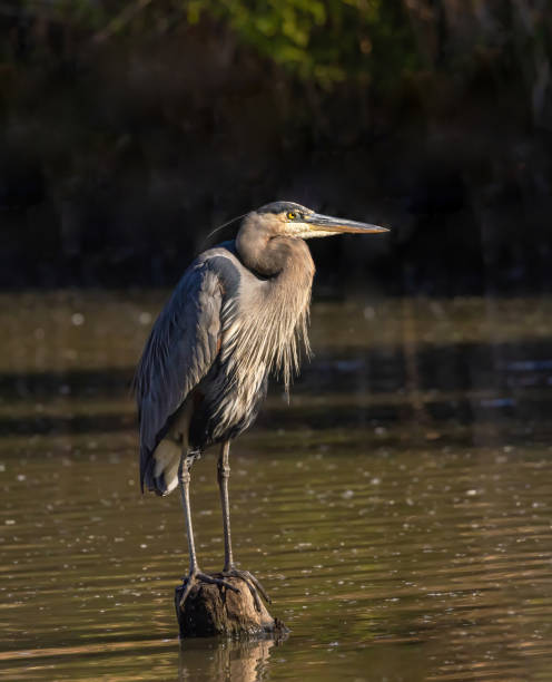 istock Great Blue Heron In The Water 1961453669