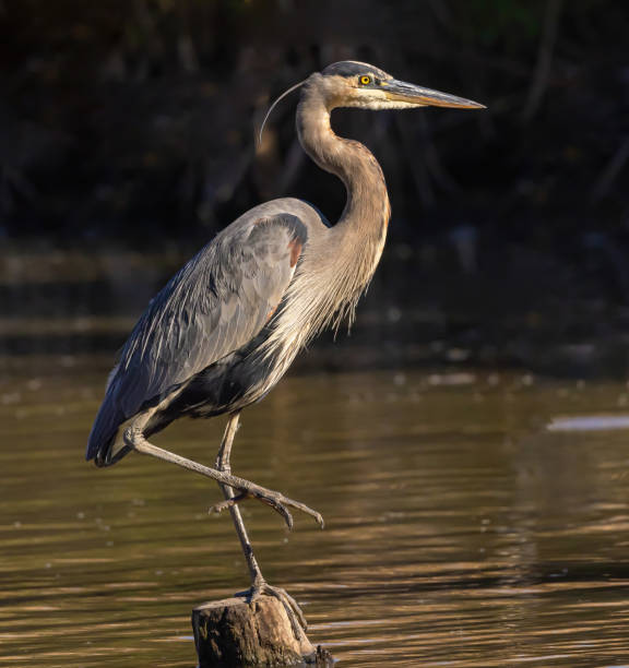 istock Great Blue Heron In The Water 1961453672