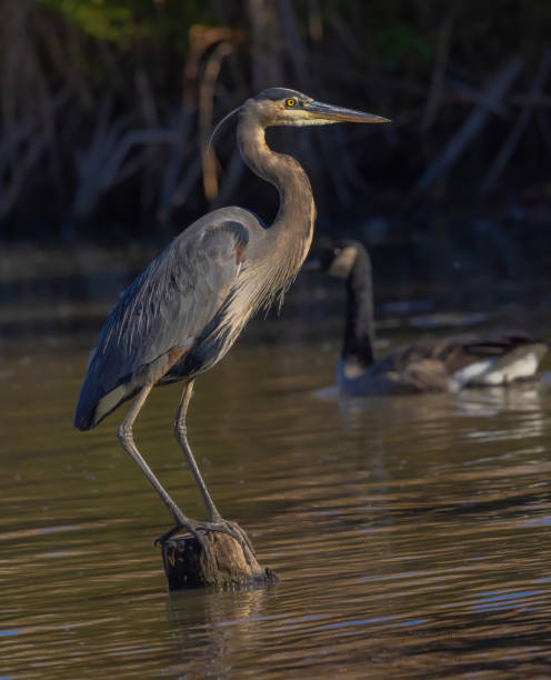 istock Great Blue Heron In The Water 1961453682
