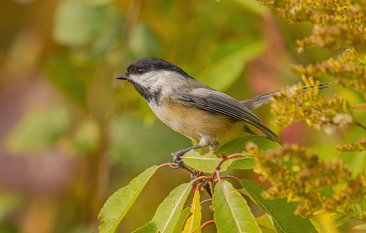 Black-Capped Chickadee perch on a limb, with autumn colours in the background.