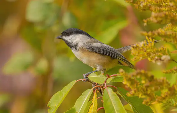 Black-Capped Chickadee perch on a limb, with autumn colours in the background.