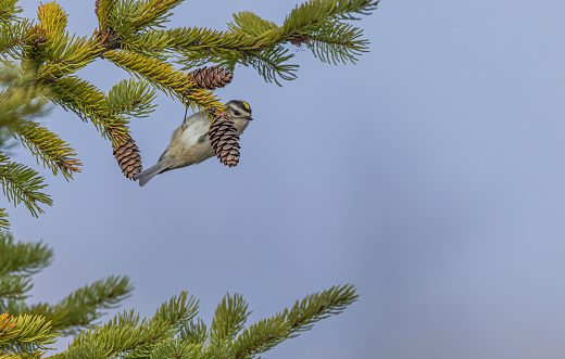 A ruby-crowned kinglet in the pine tree and looking.