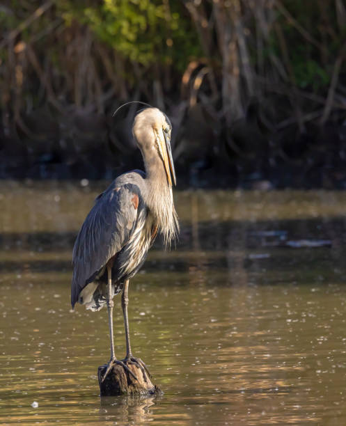 Great Blue Heron In The Water