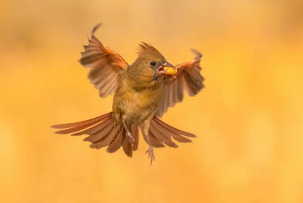 A female cardinal in autumn, seen in flight with a peanut in its beak.