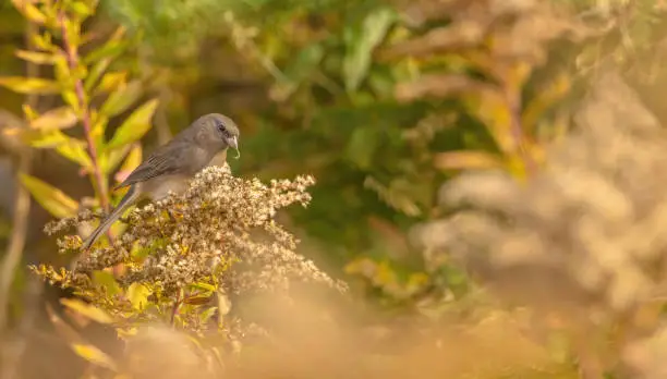 A junco finding seeds to eat on this autumn day.