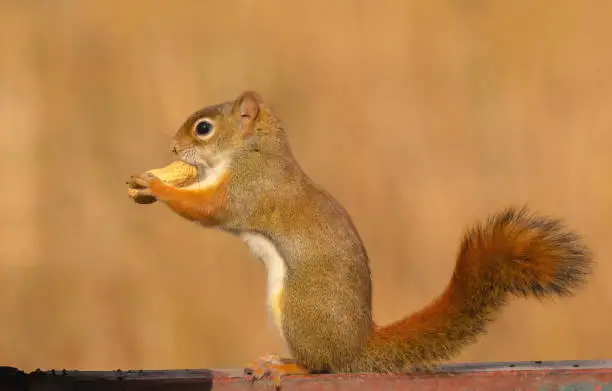 A red squirrel standing on a rail and it is holdig a peant up to its mouth.