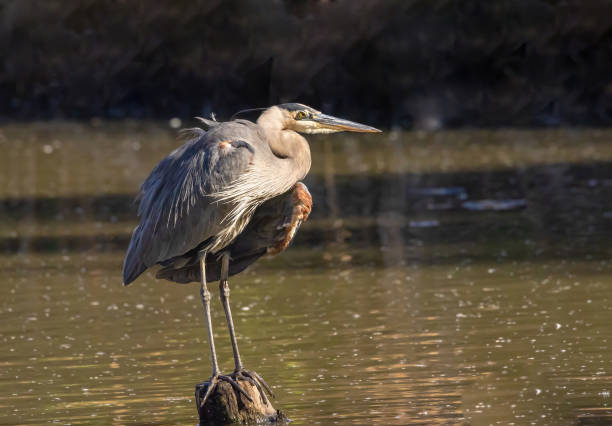 istock Great Blue Heron In The Water 1961455761
