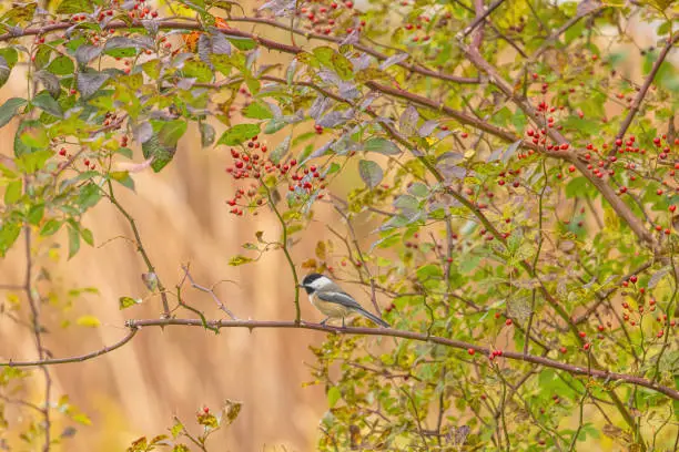 A black-capped chickadee is seen among the berries in the rose bush. This autumn they are lots of berries to feast on.