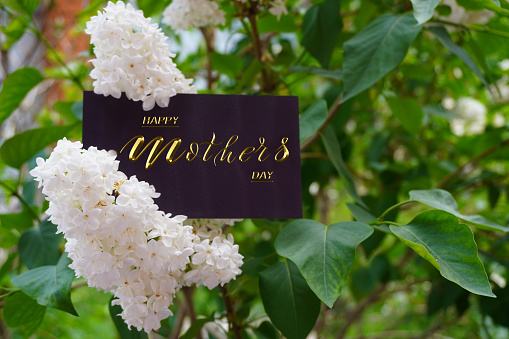 Card, banner, congratulations on Mothers Day  , white lilac