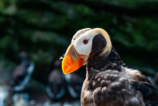 A horned puffin water birds profile