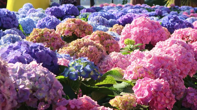 Beautiful blue, purple, pink Hydrangea flowers blooming in the morning