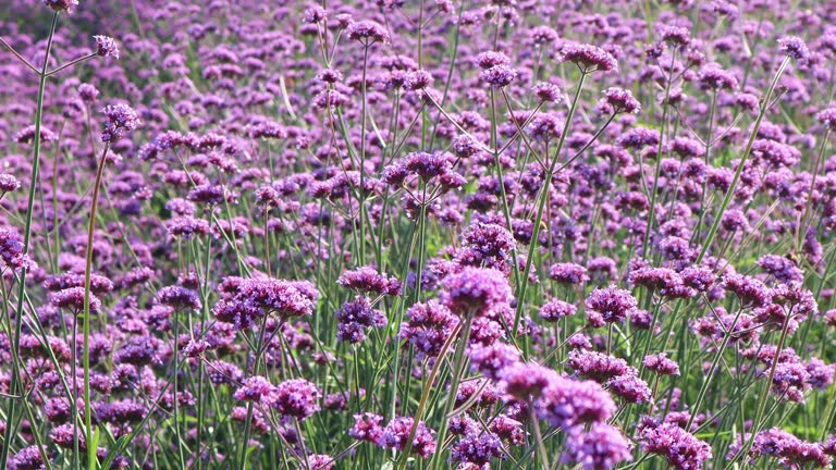 Beautiful purple verbena flower beds are in full bloom in the morning