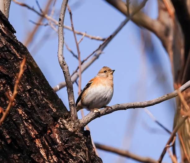istock The cute Brambling bird perches on winter branches. 1961512791