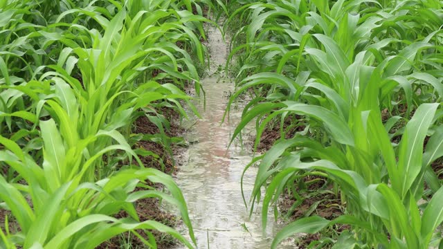 Sweet corn agricultural crop fields are being damaged by flooding