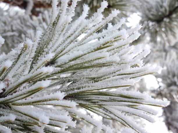 istock Close-up of conifer needles 1961550613