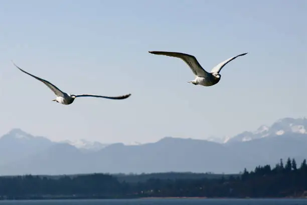 Photo of Two Seagulls Flying Along Side A Ferry