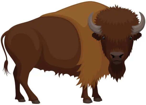 Vector illustration of Bison