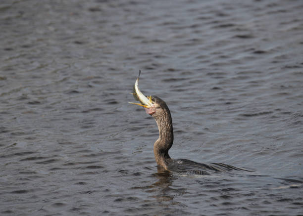 Anhinga in the process of swallowing a big fish