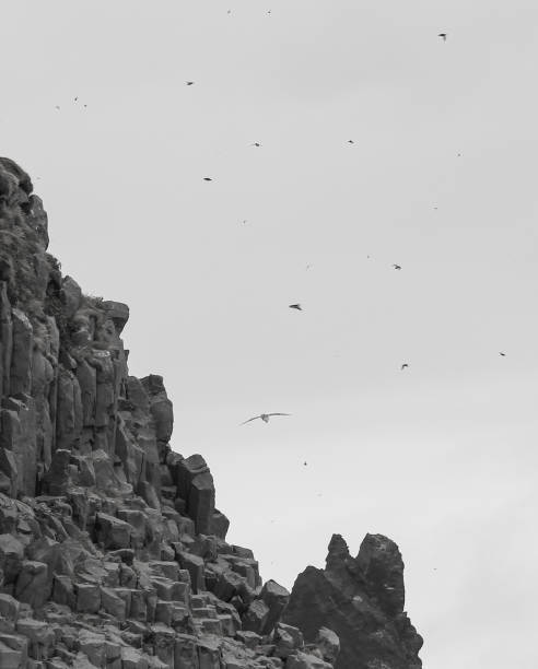 Basalt and Birds - black and white