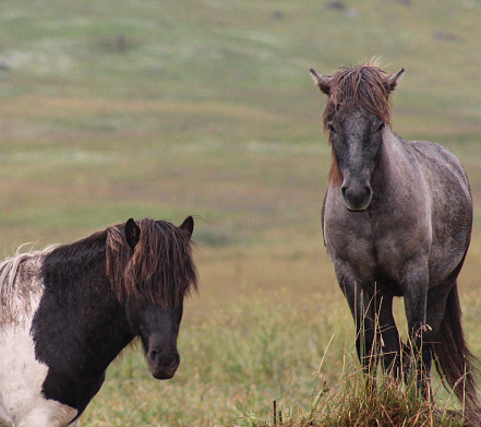 Two Icelandic horses wait in a field
