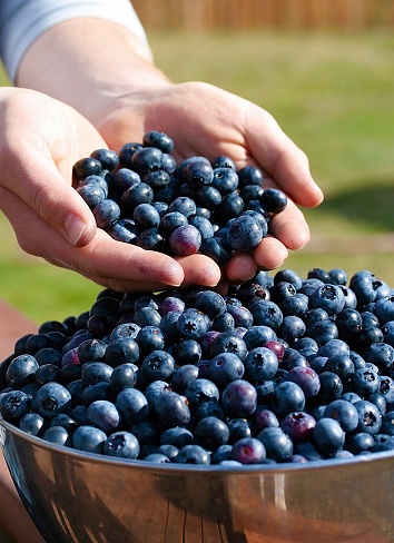A summer harvest of blue berries