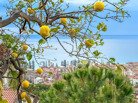 Bordighera in the Italian Province Liguria, Region Imperia, is a medieval town from the XV. century, also known as Regina delle Palme, The Queen of the Palm Trees. It is located on the Italian Riviera between the French border and Sanremo. Also called Riviera dei Fiori.