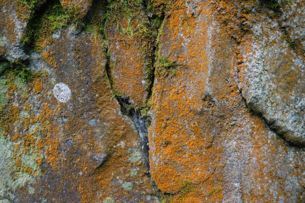 istock Moss close up, brown moss background texture beautiful in nature 1961590298